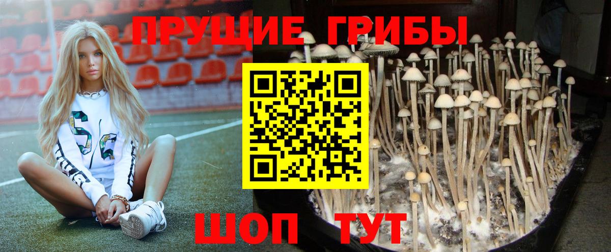 Владимир  Галлюциногенные грибы прущие грибы  купить наркоту  Вход с VPN  Галлюциногенные грибы мицелий 
